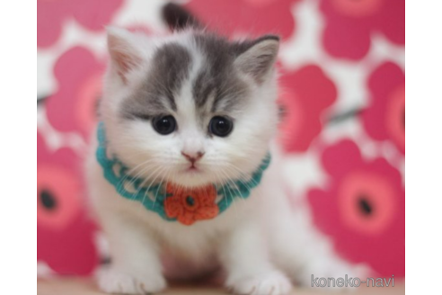 成約済の東京都のマンチカン-70817の2枚目